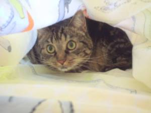 Katze2461