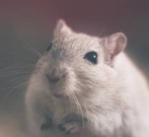 Lennimaus Lennimaus