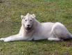 weiße Löwin