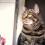Katze2461
