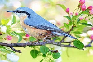 Hidden Spots: Birds Hidden Spots: Birds